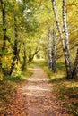 Walkway Lane Path Through Beautiful Fall Forest. Autumn Landscape