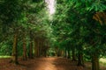 Walkway Lane Path Through Green Thuja Coniferous Trees In Forest. Beautiful Alley, Road In Park. Pathway, Natural Tunnel Royalty Free Stock Photo