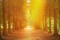 Walkway Lane Path Through Green Thuja Coniferous Trees In Forest. Beautiful Alley, Road In Park. Pathway, Natural Tunnel