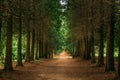 Walkway Lane Path Through Green Thuja Coniferous Trees In Forest