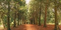 Walkway Lane Path Through Green Thuja Trees In Coniferous Forest. Beautiful Alley, Road In Park. Pathway, Natural Tunnel Royalty Free Stock Photo