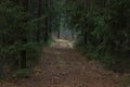 Walkway Lane Path With Green Trees in Forest. Beautiful Alley. Pathway Way Through Dark Forest