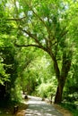 Walkway Lane Path With Green Trees