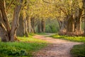Walkway Lane Path With Green Trees in Forest. Beautiful Alley In Park. Pathway, natural tunnel, Way Through Summer Forest Royalty Free Stock Photo
