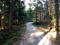 Walkway Lane Path With Green Trees in Forest. Beautiful Alley, road In Park. Way Through Summer Forest. Royalty Free Stock Photo