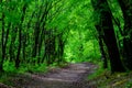 Walkway Lane Path With Green Trees in Forest. Beautiful Alley, road In Park. Way Through Summer Forest