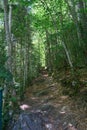 Walkway Lane Path With Green Trees in Forest. Beautiful Alley  road In Park. Way Through Summer Forest. ordesa national park Royalty Free Stock Photo