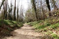 Walkway Lane Path With Green Trees in Forest. Beautiful Alley Way