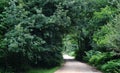 Walkway lane path with green trees in forest. Road in park. Lonely way through spring forest Royalty Free Stock Photo