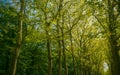 Walkway, lane, path with green trees in the forest