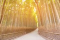 Walkway leading in to Bamboo forest Kyoto Japan Royalty Free Stock Photo