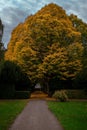 the walkway leads up to the very colorful tree at night