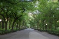 Walkway and light pole at Central Park around trees, New York Royalty Free Stock Photo