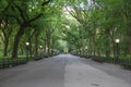 Walkway and light pole at Central Park around with trees in summer Royalty Free Stock Photo