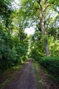 Walkway through a lush green forest