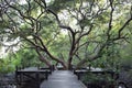 Walkway made from wood and mangrove field of Thung Prong Thong forest