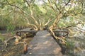 Walkway through mangroves forest