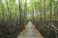 Walkway through mangroves forest