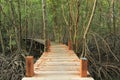 Walkway through mangroves forest