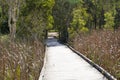 Walkway Through Marsh Grass