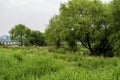 Swamp of Han river Royalty Free Stock Photo