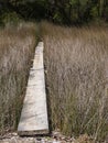 Walkway one plank wide through swamp reeds