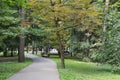 Walkway in the park in the summer