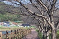 Walkway in the park