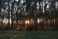 Walkway Through Pine Forest. Sunset Sunrise In Summer Forest Trees. Royalty Free Stock Photo