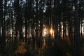 Walkway Through Pine Forest. Sunset Sunrise In Summer Forest Trees. Royalty Free Stock Photo