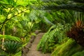 The walkway among the plants in a tropical garden Royalty Free Stock Photo