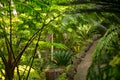 The walkway among the plants in a tropical garden Royalty Free Stock Photo