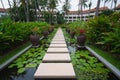 Walkway on pond full of water lilies in tropical garden. Royalty Free Stock Photo