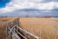 Walkway in a reed thicket