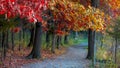 Walkway and relaxing bench , surrounded with bright color autumn trees