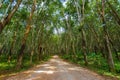 Walkway between rubber plantation in two sides which tall trees and covered with green plant on the ground Royalty Free Stock Photo