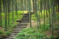 Walkway with stairs in green bamboo forest Royalty Free Stock Photo