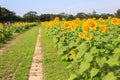 Walkway in sunflower farm Royalty Free Stock Photo