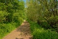 Walkway through sunny spring forest in the flemish countryside Royalty Free Stock Photo