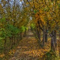 A walkway surrounded with apple trees on both sides in the beautiful season of autumn Royalty Free Stock Photo