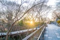 Walkway to exit the way with dry trees between walking, in twilight and sunset time Royalty Free Stock Photo