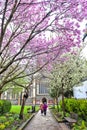 Walkway to historic All Saints Church located at Kingston Market Place during the pink cherry blossom