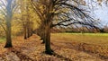 A walkway through the trees, brown leaves scattery the ground leading to the distance