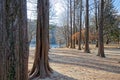 The walkway between the trees on both sides. Royalty Free Stock Photo