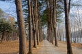 The walkway between the trees on both sides Royalty Free Stock Photo