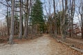 The walkway between the trees on both sides Royalty Free Stock Photo