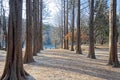 The walkway between the trees on both sides. Royalty Free Stock Photo