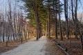 The walkway between the trees on both sides. Royalty Free Stock Photo