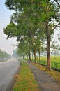 Walkway with trees in a hazy morning