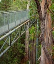 Walkway In The Trees Royalty Free Stock Photo
